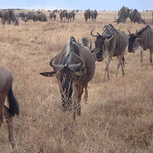 wildebeest - tanzania