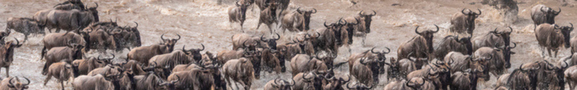 Wildebeest Migration