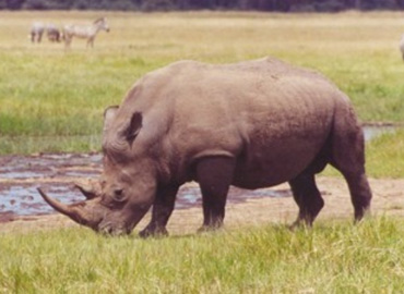 rhino sanctuary